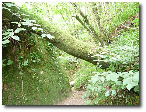 Le chemin vers la stèle